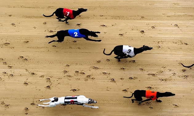 Lightning sky greyhound betting states where online betting is legal