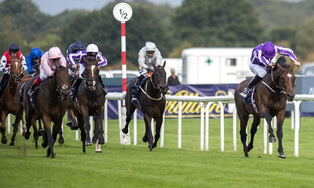 Timeform Derby Ratings