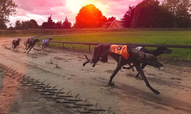Best Bets: Sunday 22 December